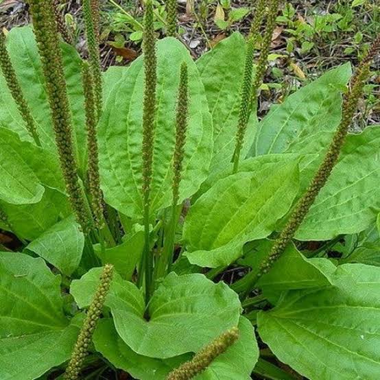 Close-up of green plantain leaves and stems in a natural setting