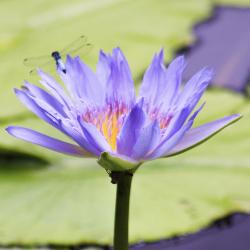 Purple water lily flower with green leaves in the background